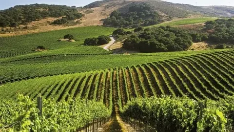 4. Das Weinbaugebiet Dealu Mare