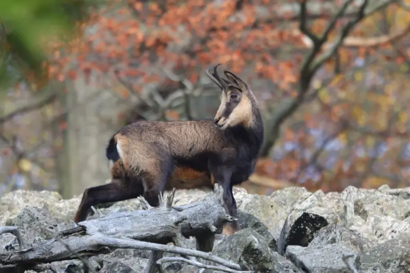 Die Geheimnisse des „Bodenlosen Sees“ im Buzău-Gebirge