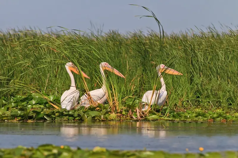 Pelikanen in de Donaudelta