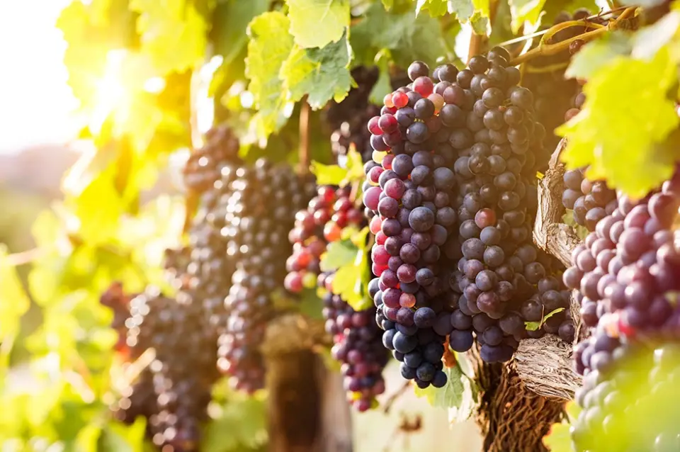 Die schönsten und bekanntesten Weinbaugebiete Rumäniens